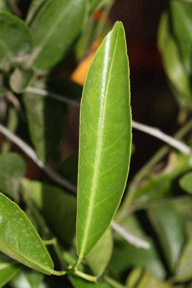              Unifoliolate leaf (Riverside, CA)       